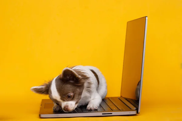 cat and laptop on yellow background