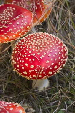 red mushrooms in the woods clipart