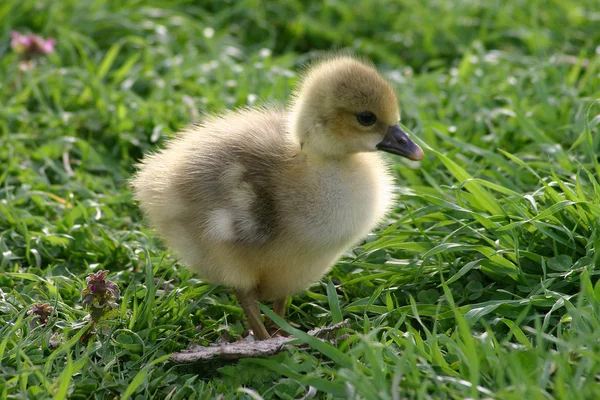 Entlein auf grünem Gras — Stockfoto