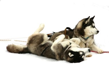 Huskies karda