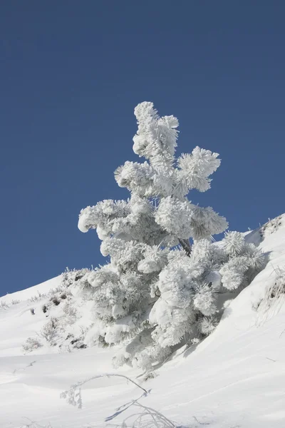 Frosted pine on mountain peak — Stock Photo, Image