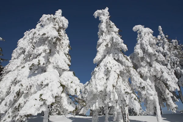 Gratter les pins congelés — Photo