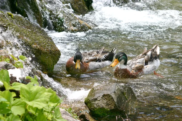 Πάπιες που κολυμπούν στον ποταμό Δούναβη καταπράσινο — Φωτογραφία Αρχείου