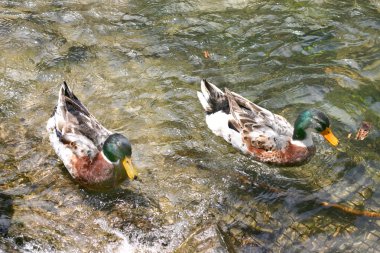 yeşilbaş ördekler nehirde yüzmek