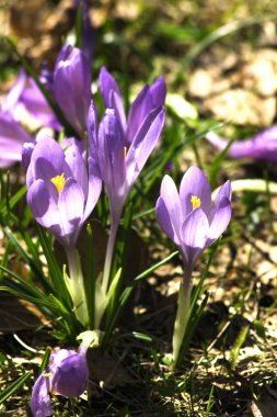 Mavi çiğdemler bahar çiçek
