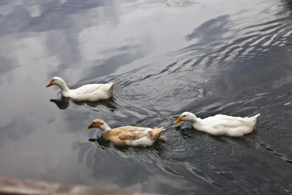 Tres patos nadando en el río —  Fotos de Stock