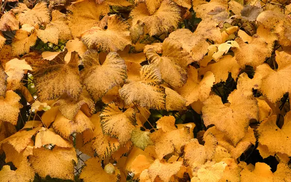 Κίτρινο φθινόπωρο φύλλα που καλύπτουν το μονοπάτι των δασών — Φωτογραφία Αρχείου