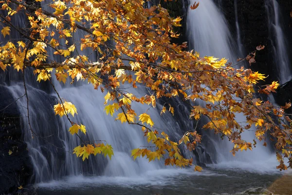 Herbstblätter in der Nähe des üppigen Wasserfalls — Stockfoto