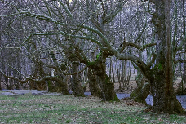 Místico viejo bosque río —  Fotos de Stock