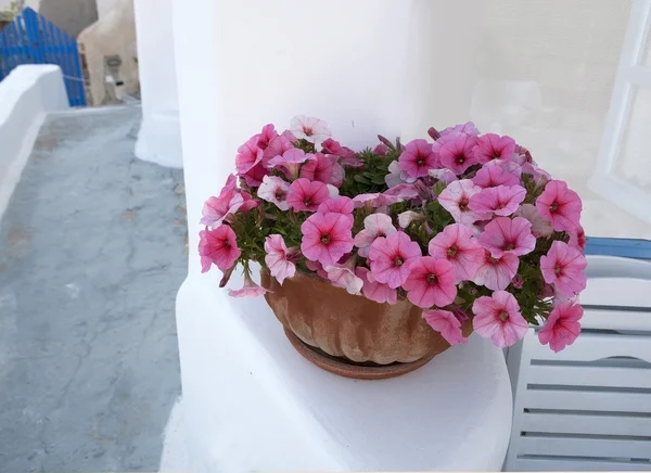 Pot avec pétunias roses sur la terrasse — Photo