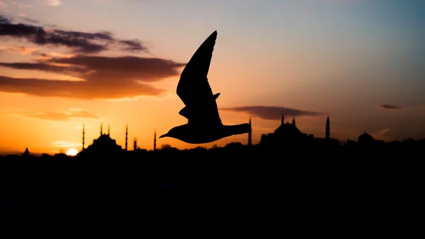 Istanbul, Turkey - February 14, 2016: Silhouette of a dove or pigeon over old town Istanbul — Stock Photo, Image