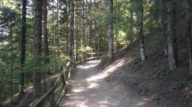 Kastamonu 'daki Valla Kanyonu tepesindeki gözlem terasına giden orman yolu