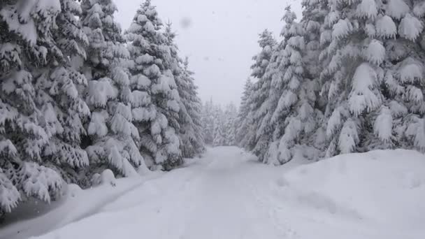 Ciężkie Opady Śniegu Leśnej Drodze Bolu Mountain Bolu Turcja — Wideo stockowe
