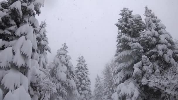 Βαρύ Χιόνι Πέφτει Δασικό Δρόμο Στο Βουνό Bolu Bolu Τουρκία — Αρχείο Βίντεο