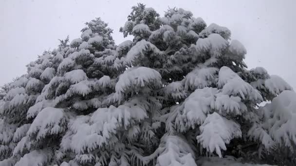 Neve Pesada Cai Uma Floresta Montanha Bolu Bolu Turquia — Vídeo de Stock