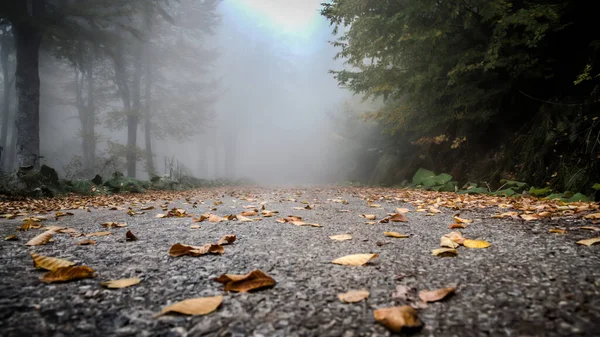 Indah Musim Gugur Adegan Dengan Jalan Tertutup Daun Hutan Stok Foto Bebas Royalti
