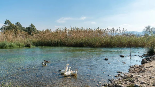 Patos Nadando Río Azmak Akyaka Village Mugla Turquía — Foto de Stock