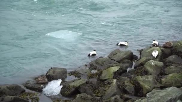 Anatre Che Nuotano Nell Acqua Ghiacciata Della Laguna Ghiacciata Jokulsarlon — Video Stock