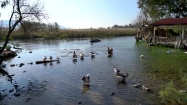 Türkiye 'nin Mugla köyünün Akyaka köyünde Azmak nehrinde yüzen ördekler