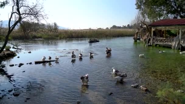 Türkiye 'nin Mugla köyünün Akyaka köyünde Azmak nehrinde yüzen ördekler