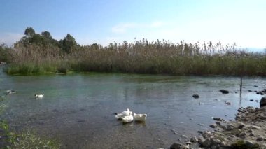 Türkiye 'nin Mugla köyünün Akyaka köyünde Azmak nehrinde yüzen ördekler