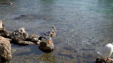 Türkiye 'nin Mugla Köyü Akyaka' daki Azmak Nehri 'ndeki ördekler