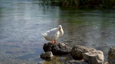 Türkiye 'nin Mugla Köyü Akyaka Köyü' nde Azmak nehrinin kıyısında ördek