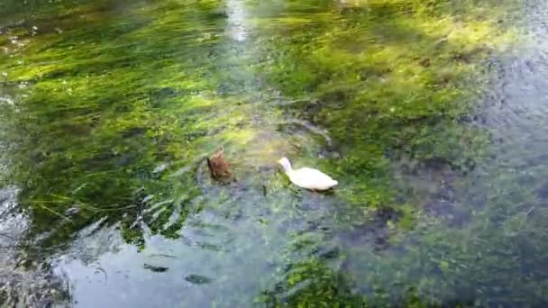 Patos Nadando Rio Azmak Akyaka Village Mugla Turquia — Vídeo de Stock