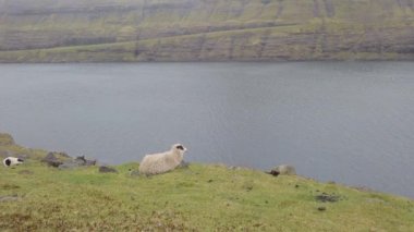 Faroe Adaları 'ndaki vahşi yaşam. Vagar Adası 'nda koyun. Faroe Adaları. Danimarka. Avrupa.