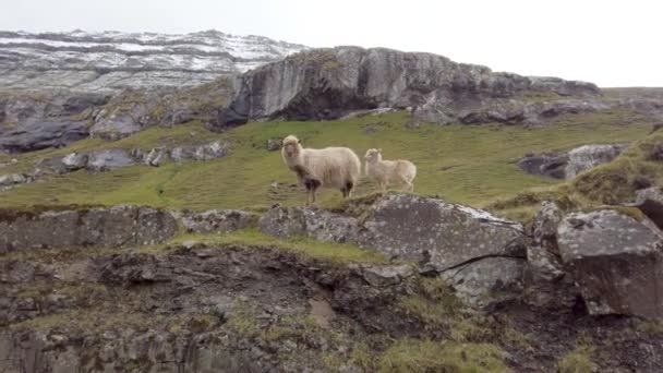 Faune Dans Les Îles Féroé Moutons Sur Île Vagar Îles — Video