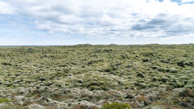 Yosun, Skaftareldahraun, İzlanda 'da yeşil lav olarak da bilinen lav tarlalarını kaplamıştır.