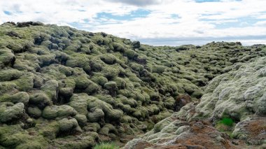Yosun, Skaftareldahraun, İzlanda 'da yeşil lav olarak da bilinen lav tarlalarını kaplamıştır.