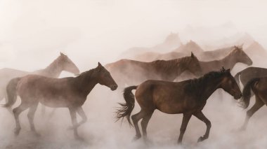 Kayseri, Türkiye - Ağustos 2017: Atlar koşuyor ve tozlanıyor. Kayseri Türkiye 'deki Yilki atları sahipsiz yabani atlardır