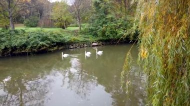 Atatürk botanik parkındaki bir gölde Kuğular, İstanbul, Türkiye