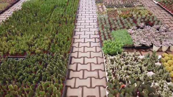 Piantine Giovani Piante Grasse Cactus Una Serra Raccolta Botanica Piante — Video Stock