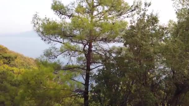 Landschaft Eines Waldes Dorf Marmaris Akyaka Türkei — Stockvideo