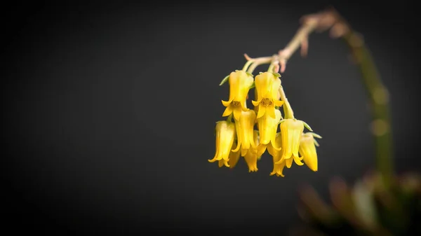 Krásné Žluté Echeveria Sagitta Šťavnaté Květy Černým Pozadím Zavřít Kaktusovou — Stock fotografie