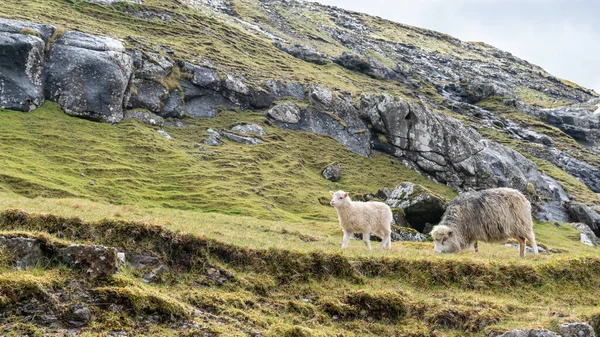 Schafe Auf Der Insel Vagar Auf Den Färöern Schafe Streifen — Stockfoto