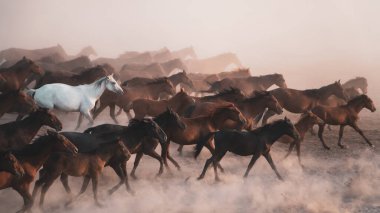 Kayseri, Türkiye - Ağustos 2017: Atlar koşuyor ve tozlanıyor. Kayseri Türkiye 'deki Yilki atları sahipsiz yabani atlardır