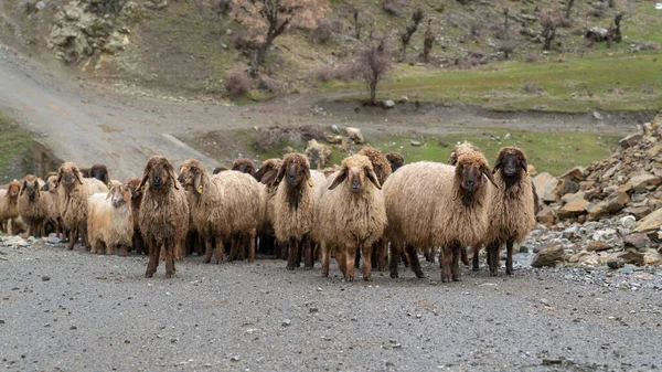 Birkaállomány Kelet Törökországban Bitlis — Stock Fotó