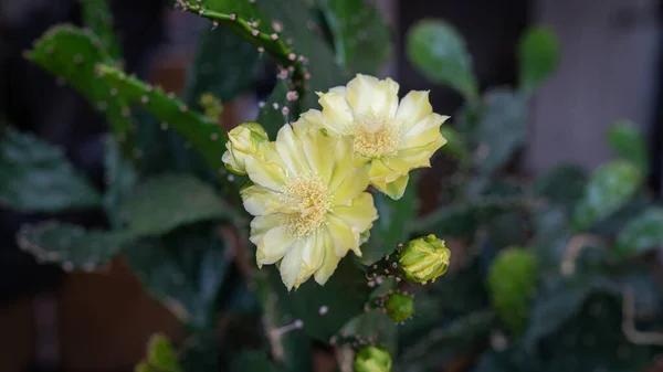 Vacker Kaktus Blommor Med Svart Bakgrund Närbild Kaktusblomma Djupet Och — Stockfoto