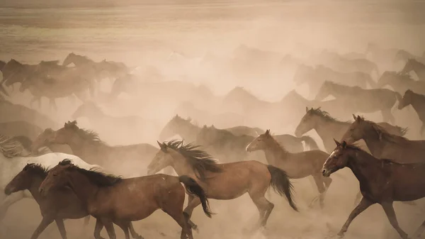 Kayseri Turkey August 2017 Horses Running Kicking Dust Yilki Horses — Stock Photo, Image