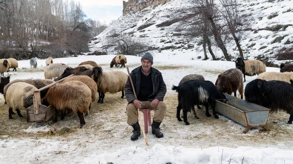 Bitlis Törökország Február 2020 Pásztor Legelő Juhok Havas Táj — Stock Fotó