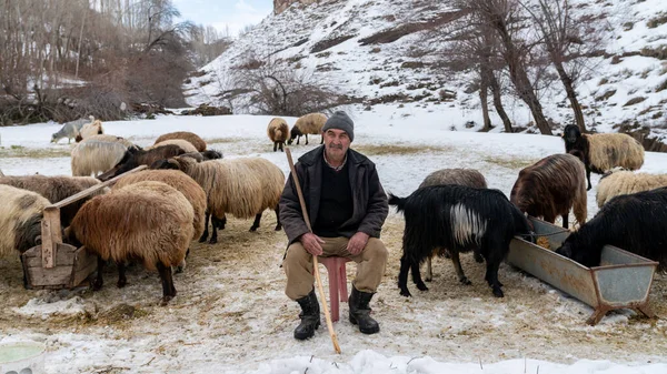 Bitlis Törökország Február 2020 Shepherd Terelő Juhok Egy Vidéki Havas — Stock Fotó