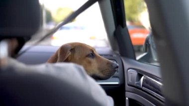 Ön koltukta yeni evlat edinilmiş köpek sahibinin kucağında oturuyor. Köpek konseptiyle seyahat et..