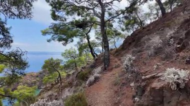 Türkiye 'nin Antalya kenti yakınlarındaki Antalya yakınlarında çam ağacının çerçevelediği turkuaz Akdeniz Körfezi manzaralı yürüyüş POV' u