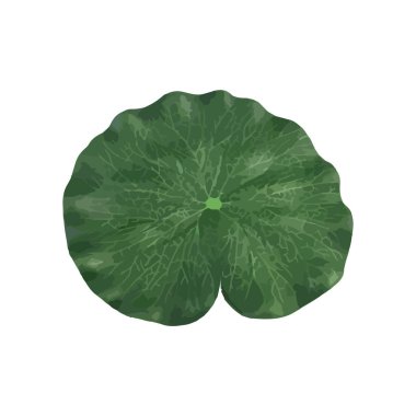 Yeşil yapraklar, canavar yaprağı, beyaz arka planda izole edilmiş tropikal bitki. düz yat