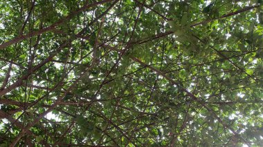 yeşil yapraklar, bitki örtüsü ve doğa