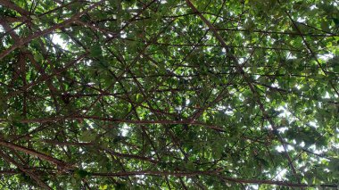 Ormanda yeşil yapraklar