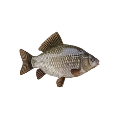 Beyaz arka planda izole edilmiş taze balık